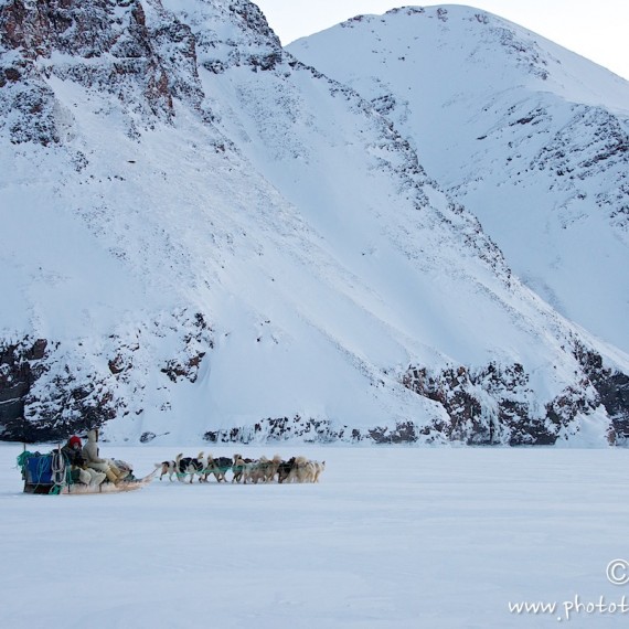www.phototeam-nature.com-antognelli-groenland-greenland-nanoq-polar bear-ours polaire-hunting-chasse-traineau-chien-dog sleg-savissivik