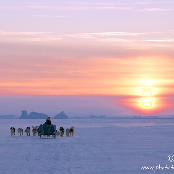 www.phototeam-nature.com-antognelli-groenland-greenland-nanoq-polar bear-ours polaire-hunting-chasse-traineau-chien-dog sleg-savissivik