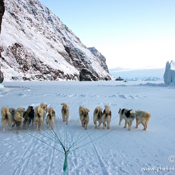 www.phototeam-nature.com-antognelli-groenland-greenland-nanoq-polar bear-ours polaire-hunting-chasse-traineau-chien-dog sleg-savissivik