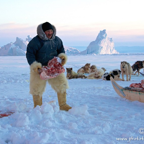 www.phototeam-nature.com-antognelli-groenland-greenland-nanoq-polar bear-ours polaire-hunting-chasse-traineau-chien-dog sleg-savissivik