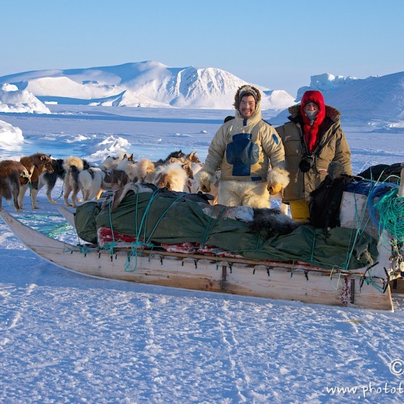 www.phototeam-nature.com-antognelli-groenland-greenland-nanoq-polar bear-ours polaire-hunting-chasse-traineau-chien-dog sleg-savissivik