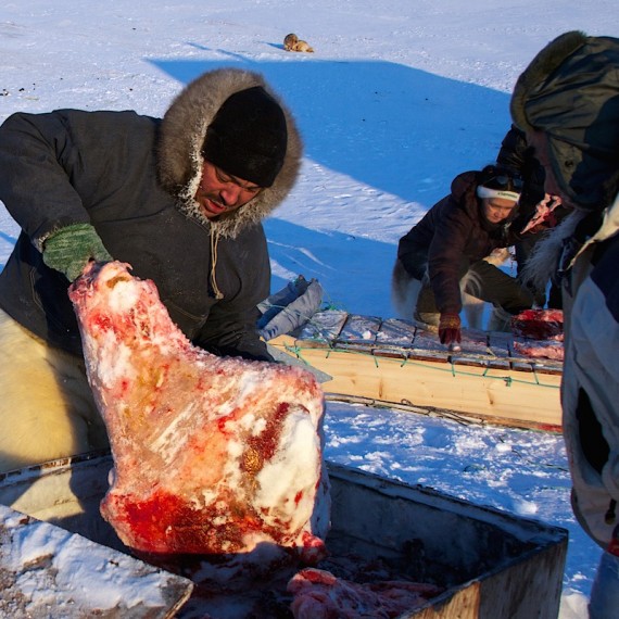 www.phototeam-nature.com-antognelli-groenland-greenland-nanoq-polar bear-ours polaire-hunting-chasse-traineau-chien-dog sleg-savissivik