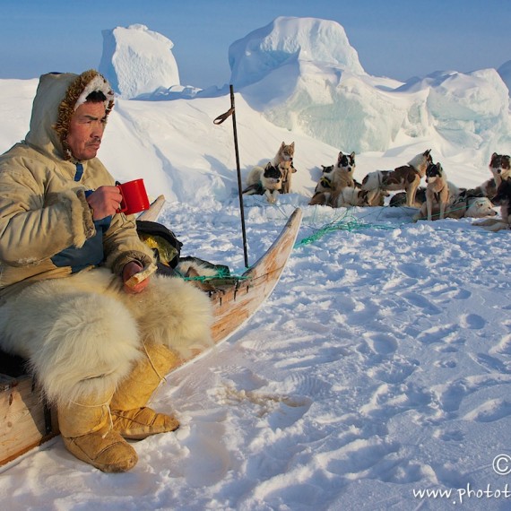 www.phototeam-nature.com-antognelli-groenland-greenland-nanoq-polar bear-ours polaire-hunting-chasse-traineau-chien-dog sleg-savissivik