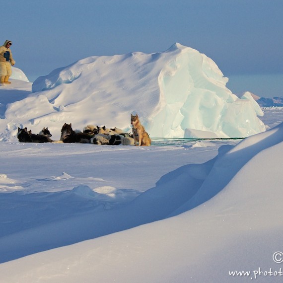 www.phototeam-nature.com-antognelli-groenland-greenland-nanoq-polar bear-ours polaire-hunting-chasse-traineau-chien-dog sleg-savissivik