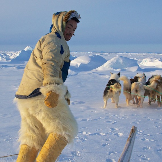 www.phototeam-nature.com-antognelli-groenland-greenland-nanoq-polar bear-ours polaire-hunting-chasse-traineau-chien-dog sleg-savissivik