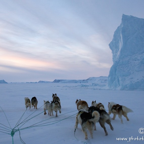 www.phototeam-nature.com-antognelli-groenland-greenland-nanoq-polar bear-ours polaire-hunting-chasse-traineau-chien-dog sleg-savissivik