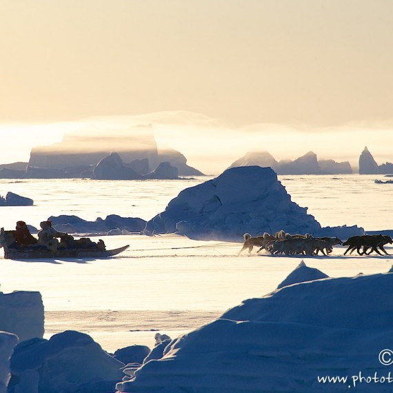 www.phototeam-nature.com-antognelli-groenland-greenland-hunting-chasse-traineau-chien-dog sleg-qaanaaq