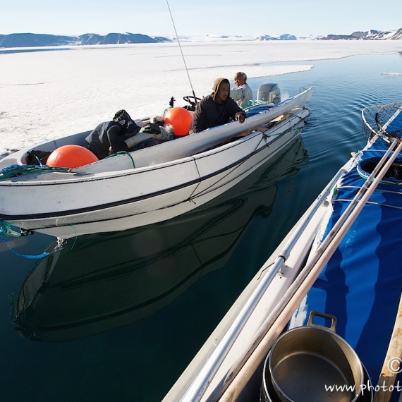 www.phototeam-nature.com-antognelli-groenland-greenland-narwhal-narval-chasse-hunting-kayak