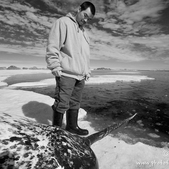 www.phototeam-nature.com-antognelli-groenland-greenland-narwhal-narval-chasse-hunting-kayak