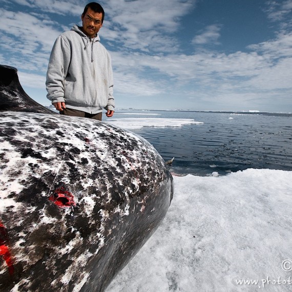 www.phototeam-nature.com-antognelli-groenland-greenland-narwhal-narval-chasse-hunting-kayak