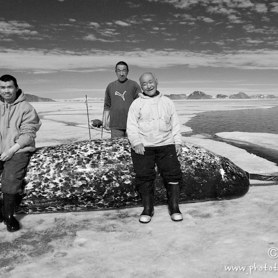 www.phototeam-nature.com-antognelli-groenland-greenland-narwhal-narval-chasse-hunting-kayak