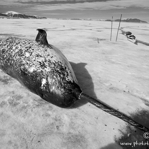 www.phototeam-nature.com-antognelli-groenland-greenland-narwhal-narval-chasse-hunting-kayak