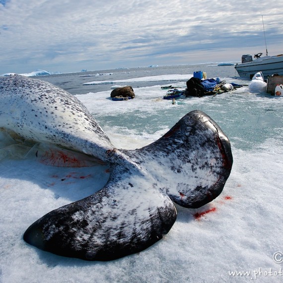 www.phototeam-nature.com-antognelli-groenland-greenland-narwhal-narval-chasse-hunting-kayak