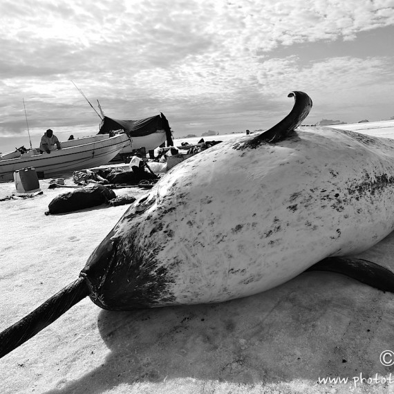 www.phototeam-nature.com-antognelli-groenland-greenland-narwhal-narval-chasse-hunting-kayak