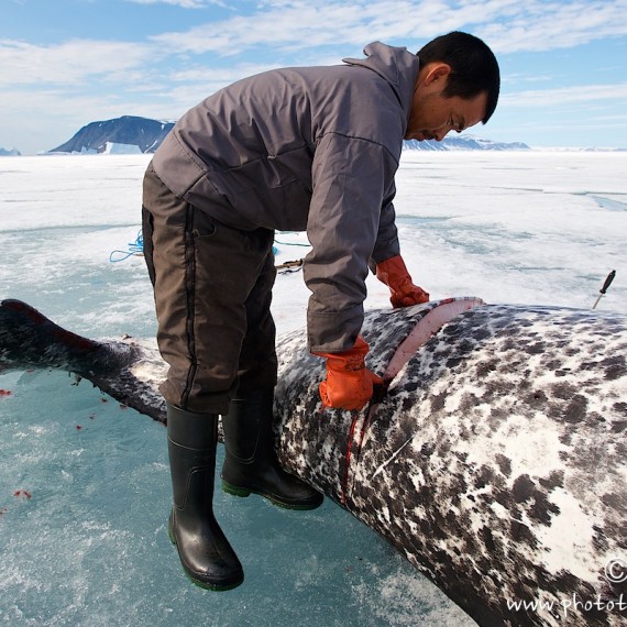 www.phototeam-nature.com-antognelli-groenland-greenland-narwhal-narval-chasse-hunting-kayak