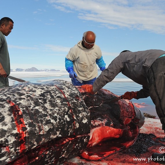 www.phototeam-nature.com-antognelli-groenland-greenland-narwhal-narval-chasse-hunting-kayak