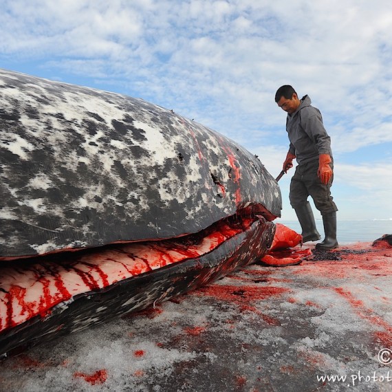 www.phototeam-nature.com-antognelli-groenland-greenland-narwhal-narval-chasse-hunting-kayak