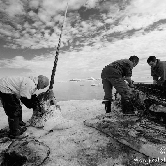 www.phototeam-nature.com-antognelli-groenland-greenland-narwhal-narval-chasse-hunting-kayak