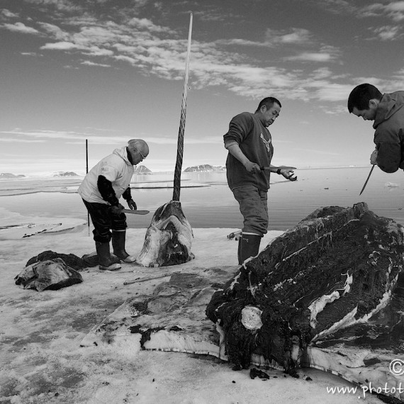 www.phototeam-nature.com-antognelli-groenland-greenland-narwhal-narval-chasse-hunting-kayak