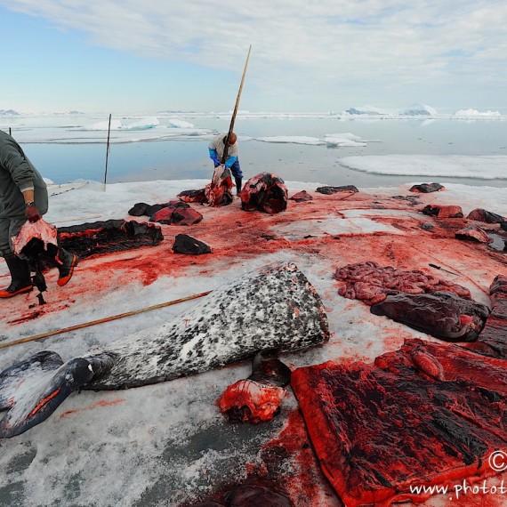 www.phototeam-nature.com-antognelli-groenland-greenland-narwhal-narval-chasse-hunting-kayak