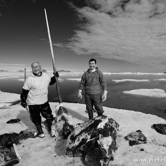 www.phototeam-nature.com-antognelli-groenland-greenland-narwhal-narval-chasse-hunting-kayak-rostre