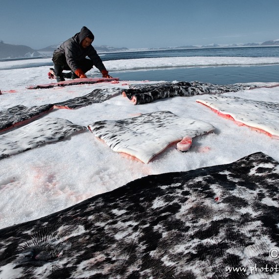 www.phototeam-nature.com-antognelli-groenland-greenland-narwhal-narval-chasse-hunting-kayak-mattak