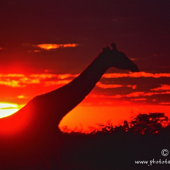 www.phototeam-nature.com-antognelli-afrique du sud-girafe