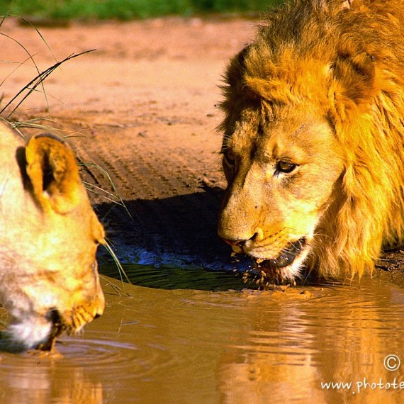 www.phototeam-nature.com-antognelli-afrique du sud-lion