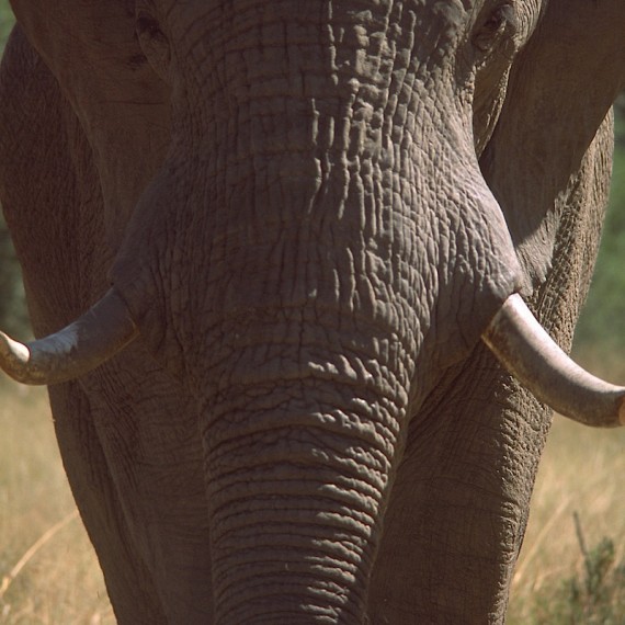 www.phototeam-nature.com-antognelli-afrique australe-elephant