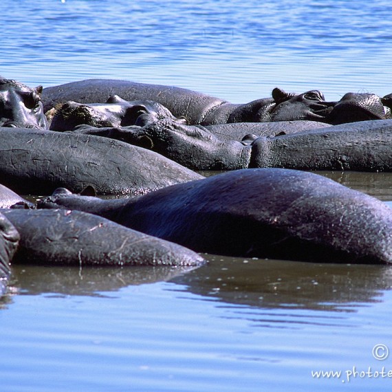 www.phototeam-nature.com-antognelli-afrique australe-hippopotame