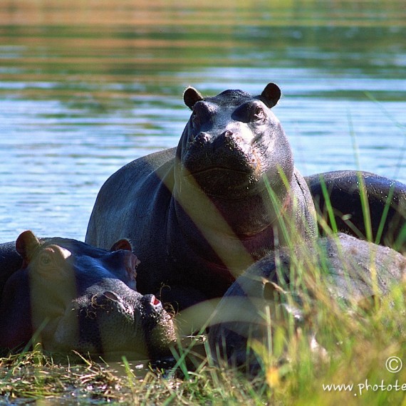 www.phototeam-nature.com-antognelli-afrique australe-hippopotame