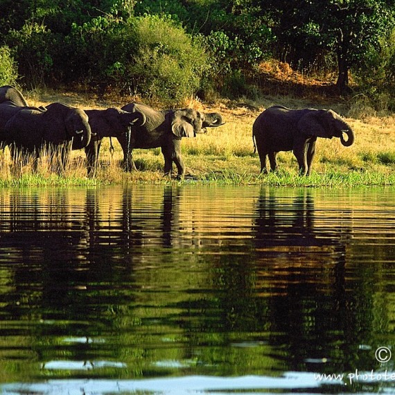 www.phototeam-nature.com-antognelli-botswana-elephant