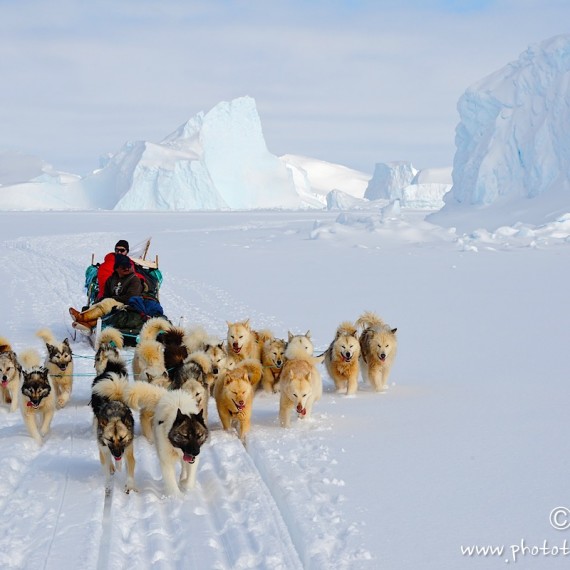 www.phototeam-nature.com-antognelli-Melville-expedition-traineau-chien-dog sled-groenland-greenland