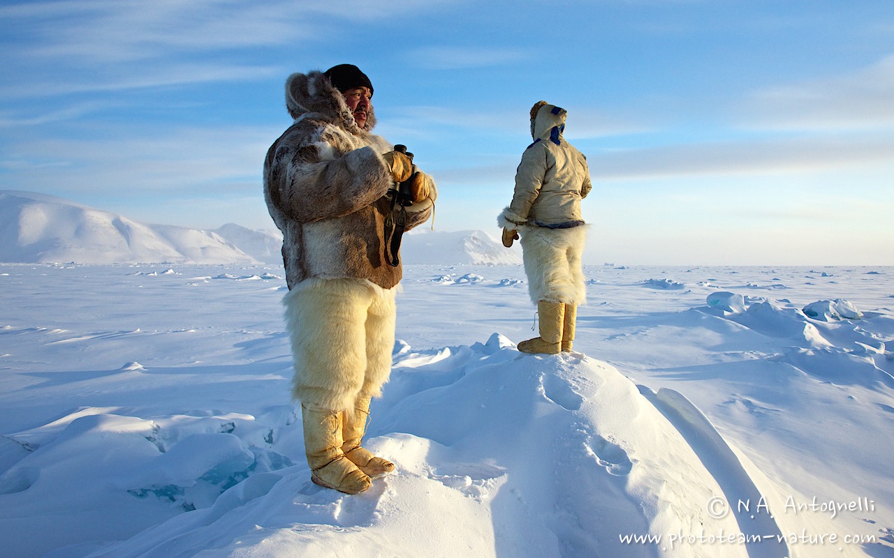 www.phototeam-nature.com-antognelli-groenland-greenland-nanoq-polar bear-ours polaire-hunting-chasse