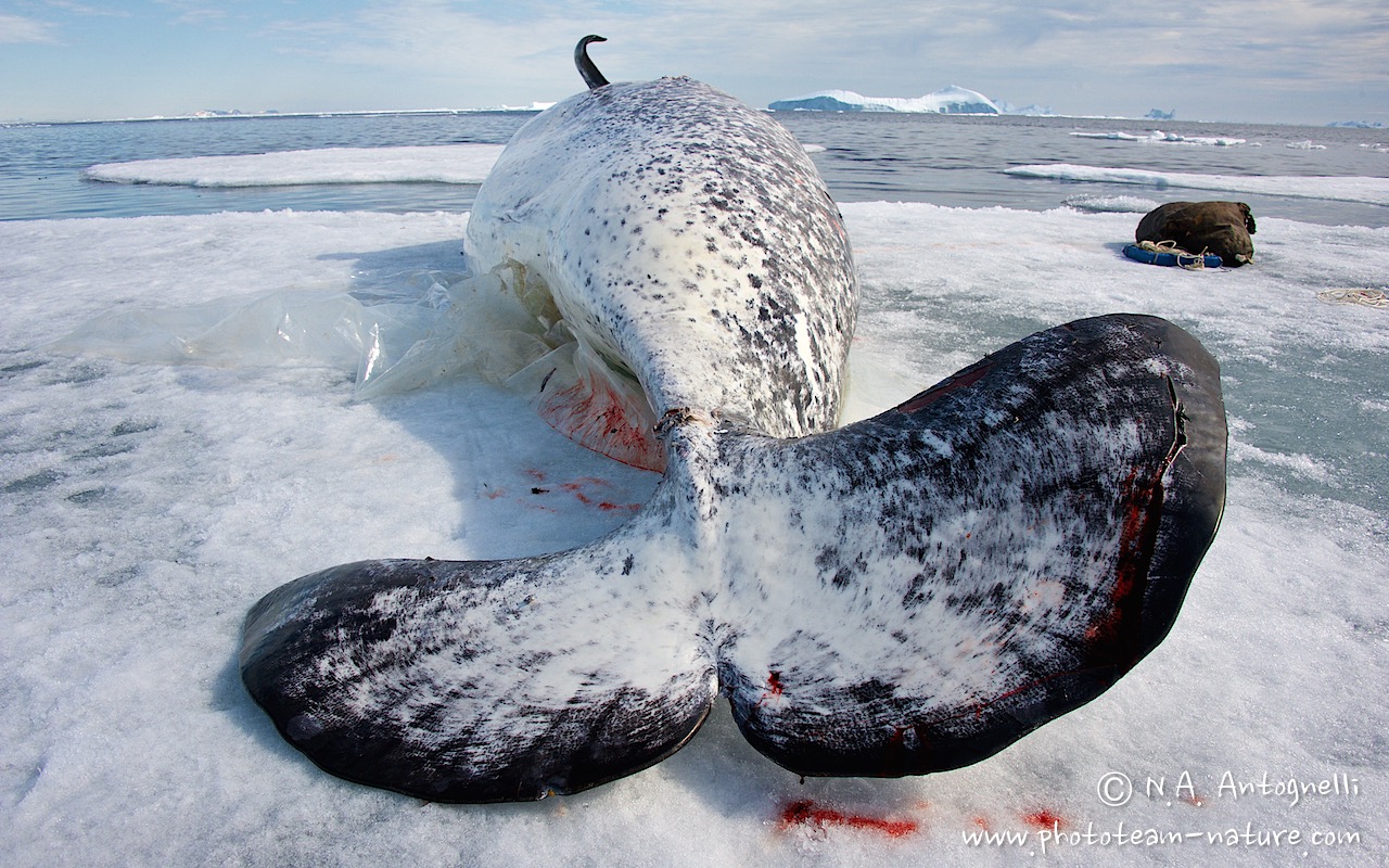 www.phototeam-nature.com-antognelli-groenaland-greenland-narwhal-narval-chasse-hunting