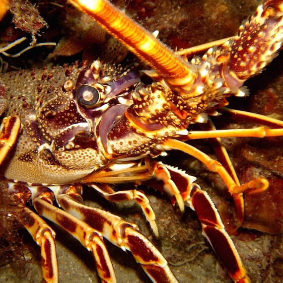 www.phototeam-nature.com-antognelli-langouste