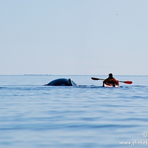 www.phototeam-nature.com-antognelli-groenland-greenland-expedition-kayak-kokatat-sea kayaking uk-reed-baleine a bosses