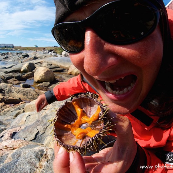 www.phototeam-nature.com-antognelli-groenland-greenland-expedition-kayak-oursin