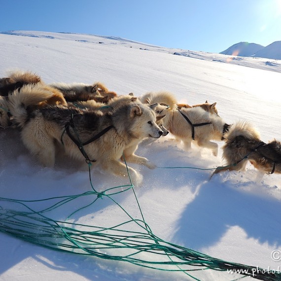 www.phototeam-nature.com-antognelli-Melville-expedition-traineau-chien-dog sled-groenland-greenland