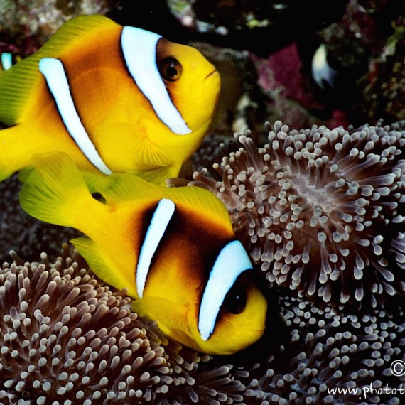 www.phototeam-nature.com-antognelli-egypte-mer rouge-poissons clown