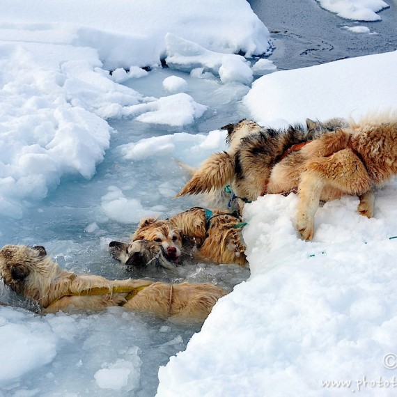 www.phototeam-nature.com-antognelli-Melville-expedition-traineau-chien-dog sled-groenland-greenland