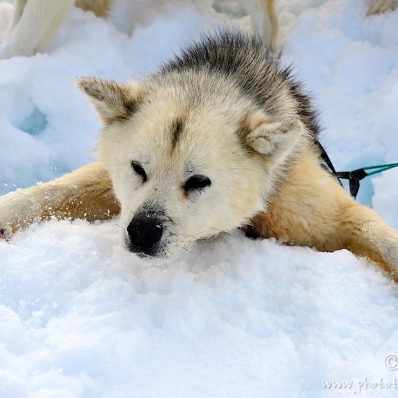 www.phototeam-nature.com-antognelli-Melville-expedition-traineau-chien-dog sled-groenland-greenland