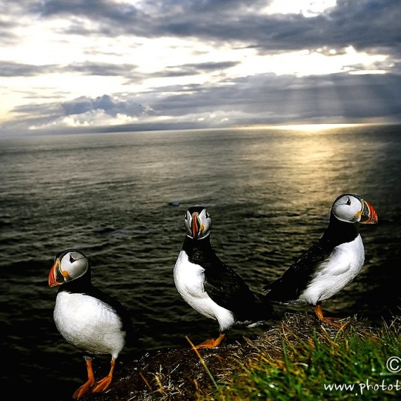 www.phototeam-nature.com-antognelli-iceland-islande-macareux-puffin