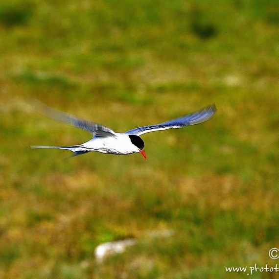 www.phototeam-nature.com-antognelli-iceland-islande-sterne arctique