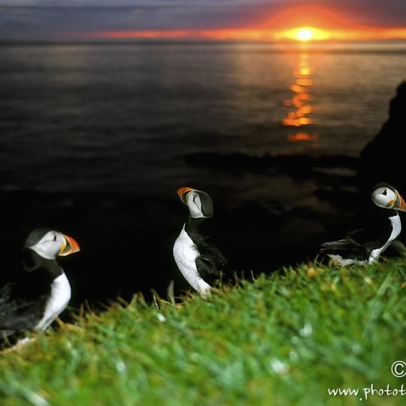 www.phototeam-nature.com-antognelli-iceland-islande-macareux-puffin