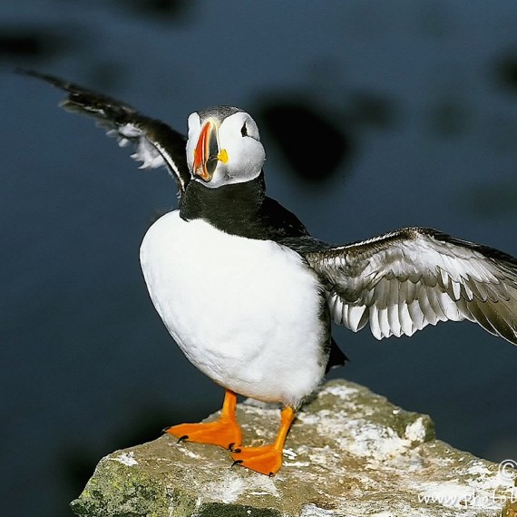 www.phototeam-nature.com-antognelli-iceland-islande-puffin-macareux