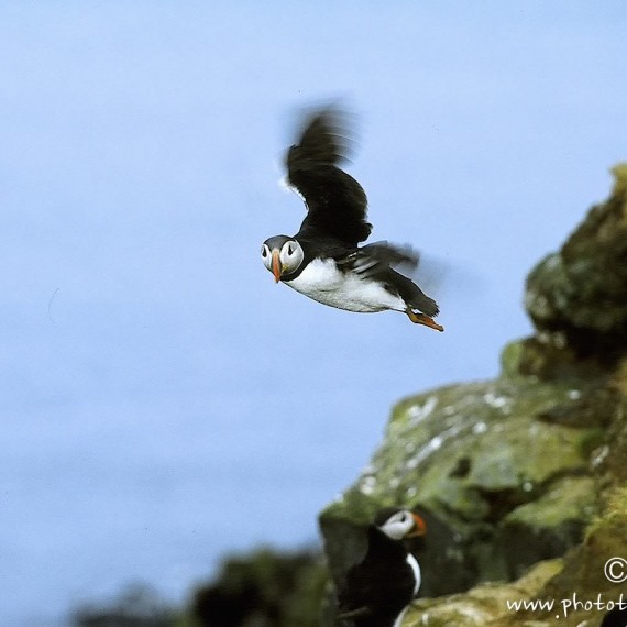 www.phototeam-nature.com-antognelli-iceland-islande-puffin-macareux