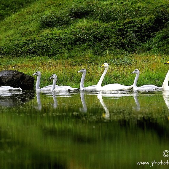 www.phototeam-nature.com-antognelli-iceland-islande-