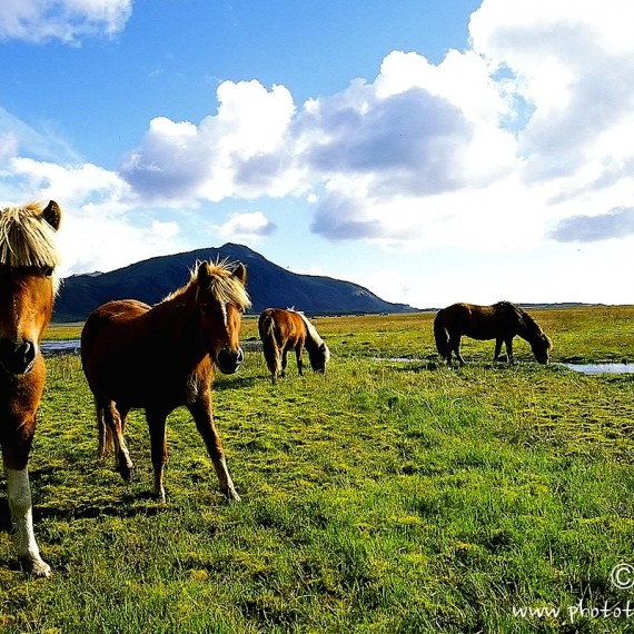 www.phototeam-nature.com-antognelli-iceland-islande-chevaux-horse