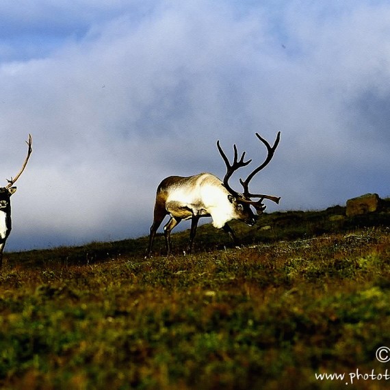 www.phototeam-nature.com-antognelli-iceland-islande-